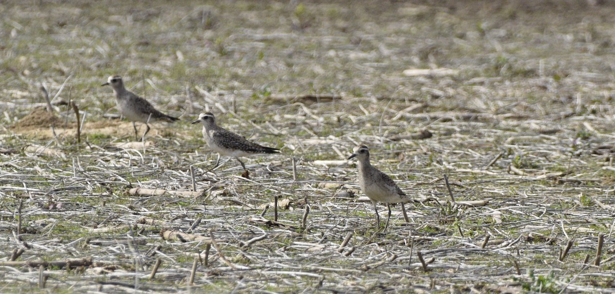 American Golden-Plover - ML619547751