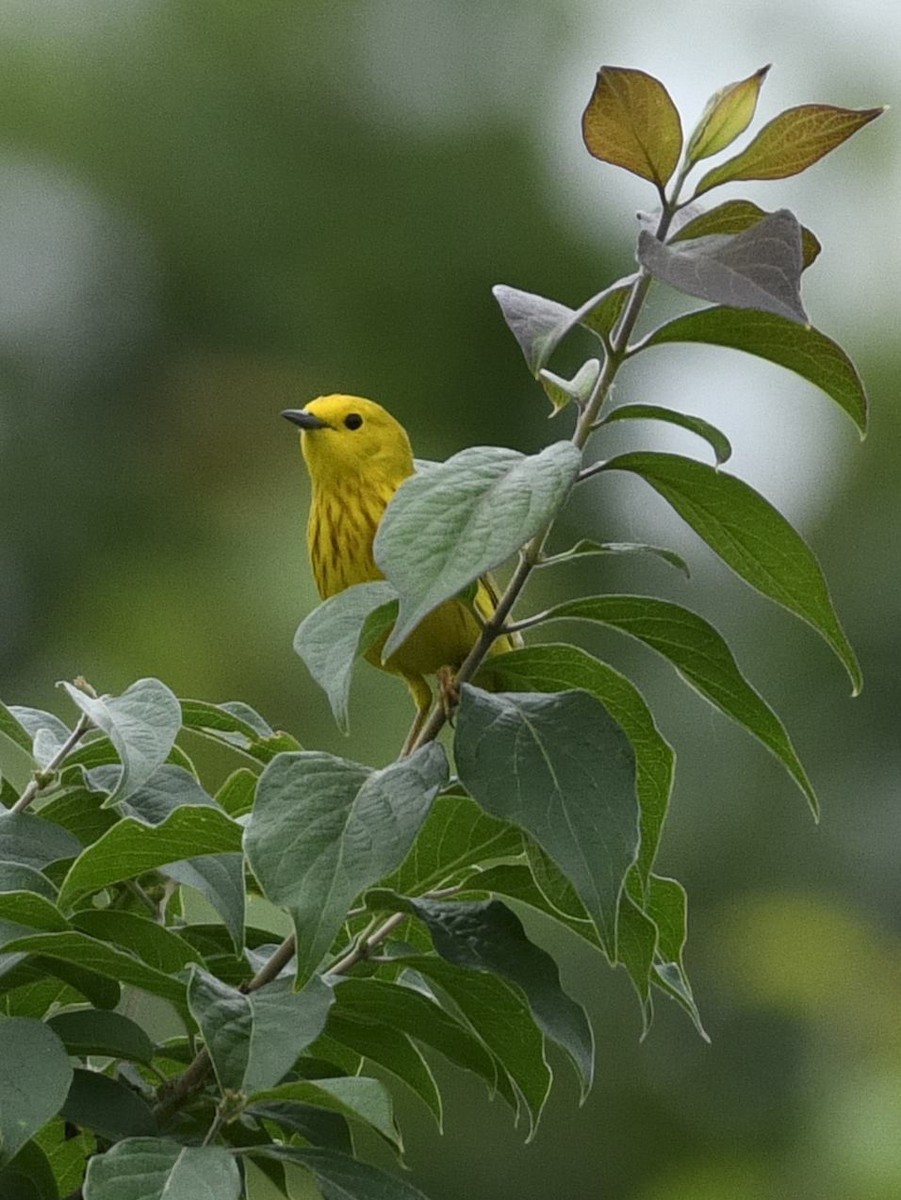 Yellow Warbler - Daniel King