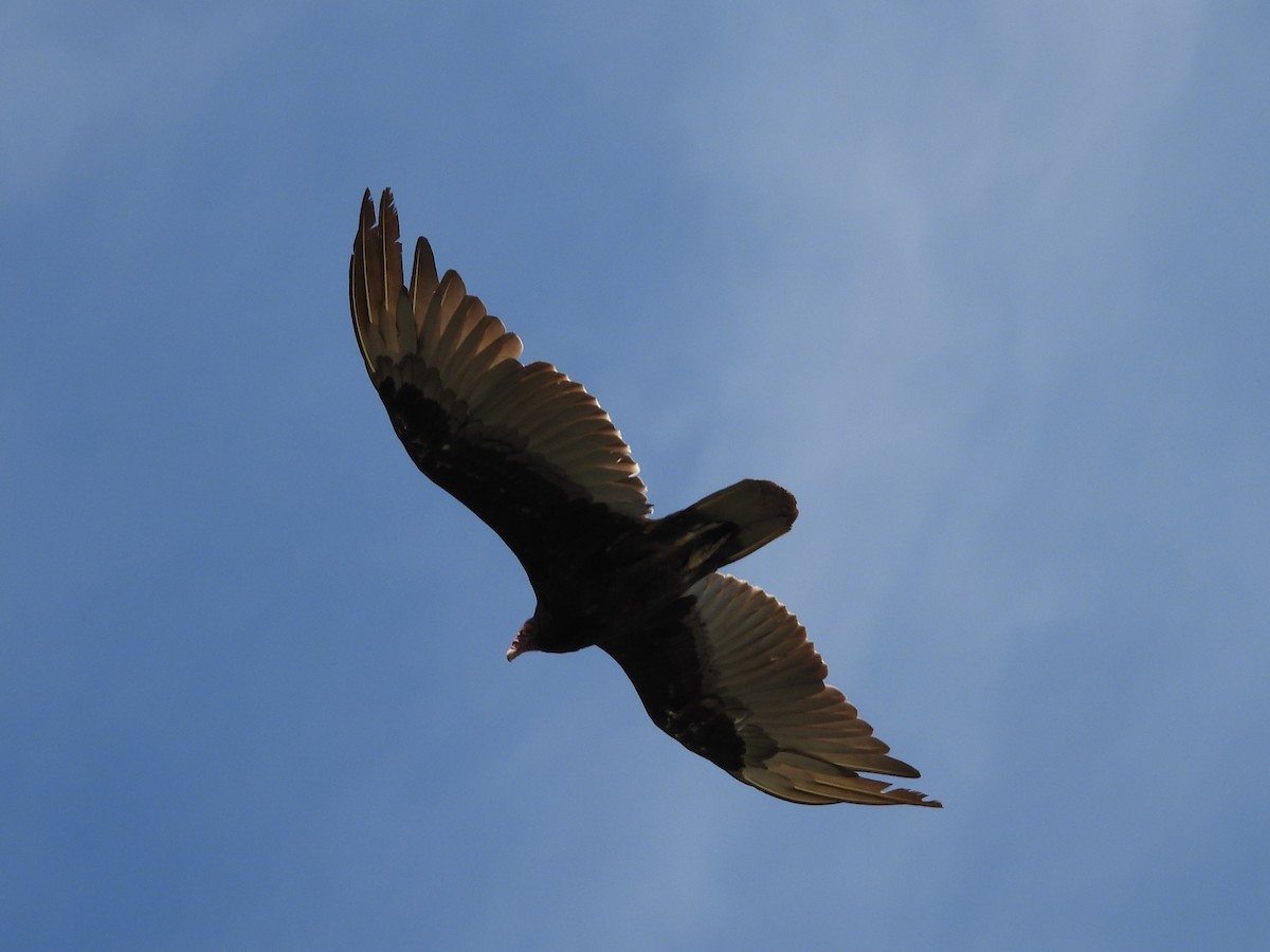 Turkey Vulture - ML619547755