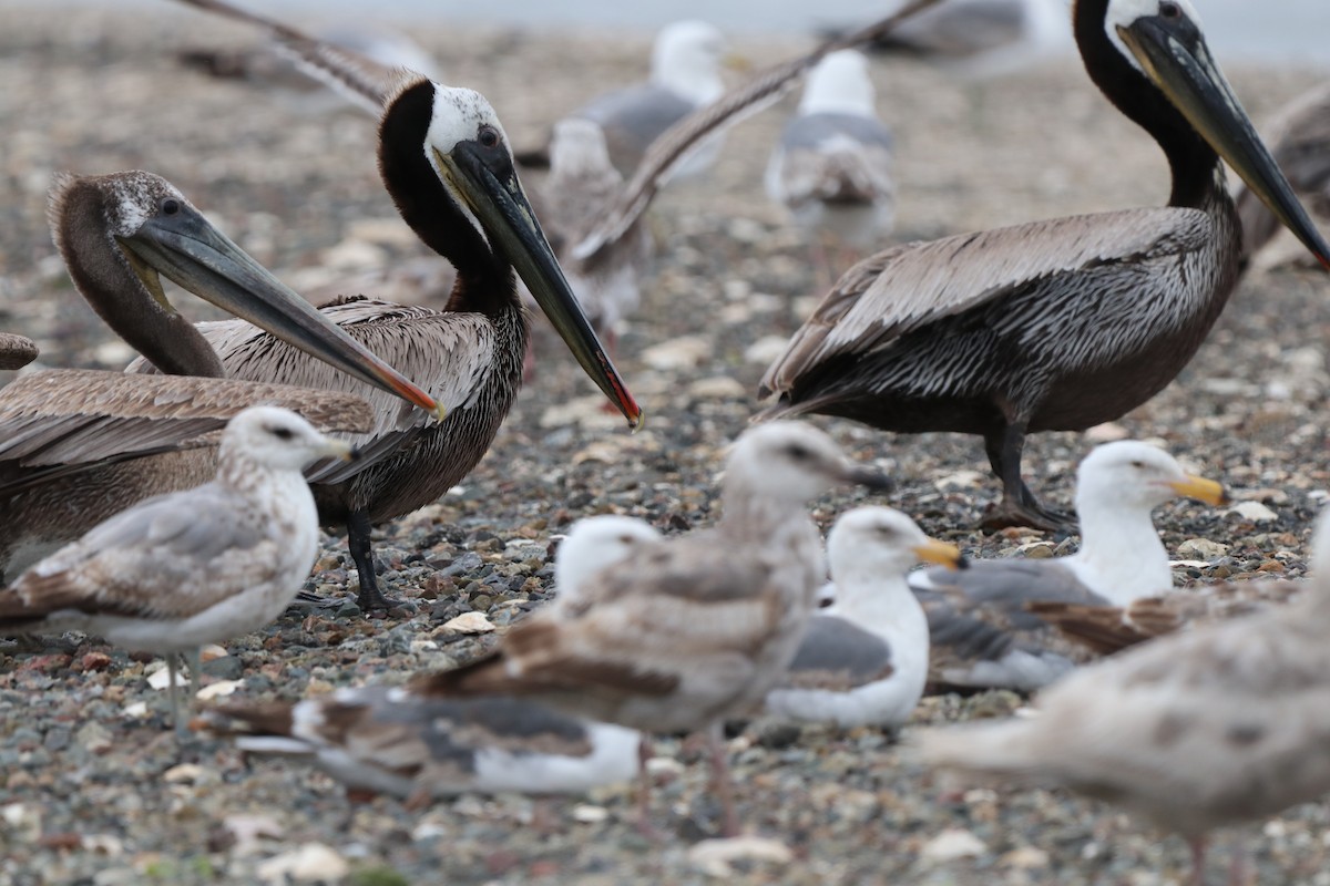 Brown Pelican - Chris Overington