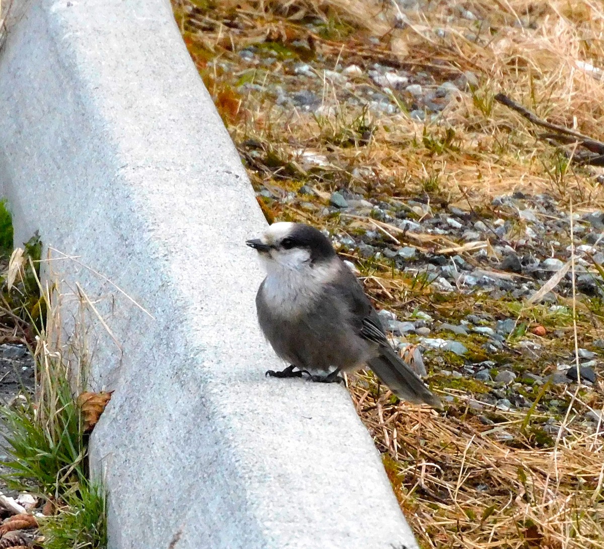 Canada Jay - Dan Bilderback