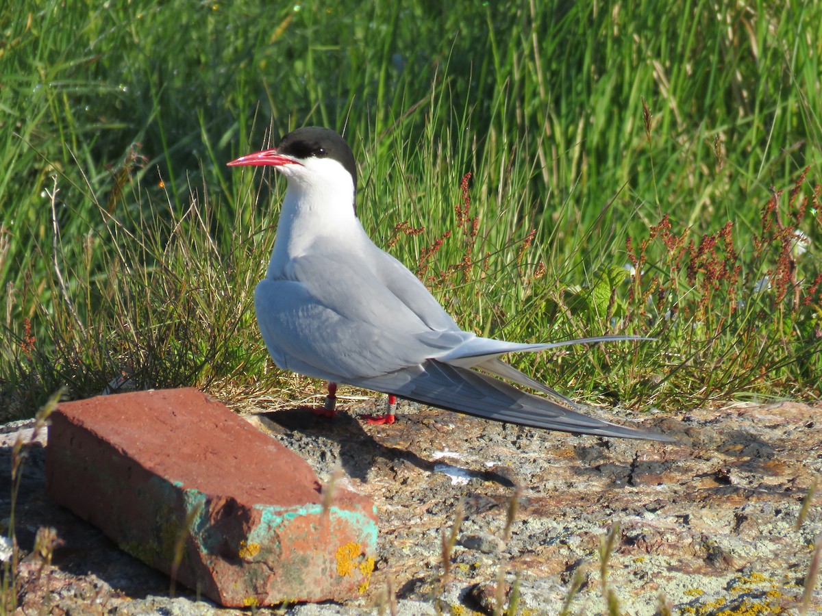 Arctic Tern - Hannah Glass