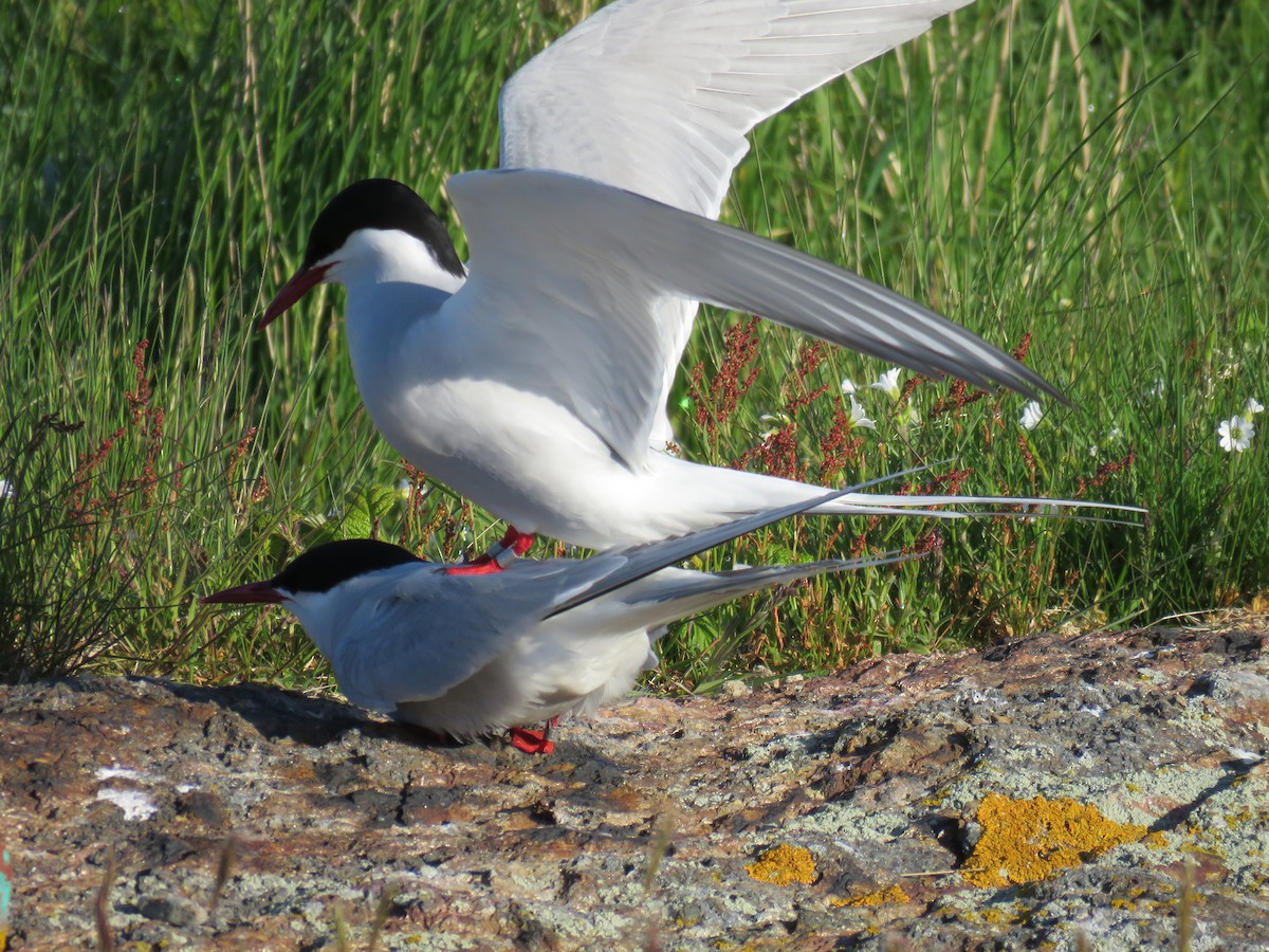 Arctic Tern - Hannah Glass