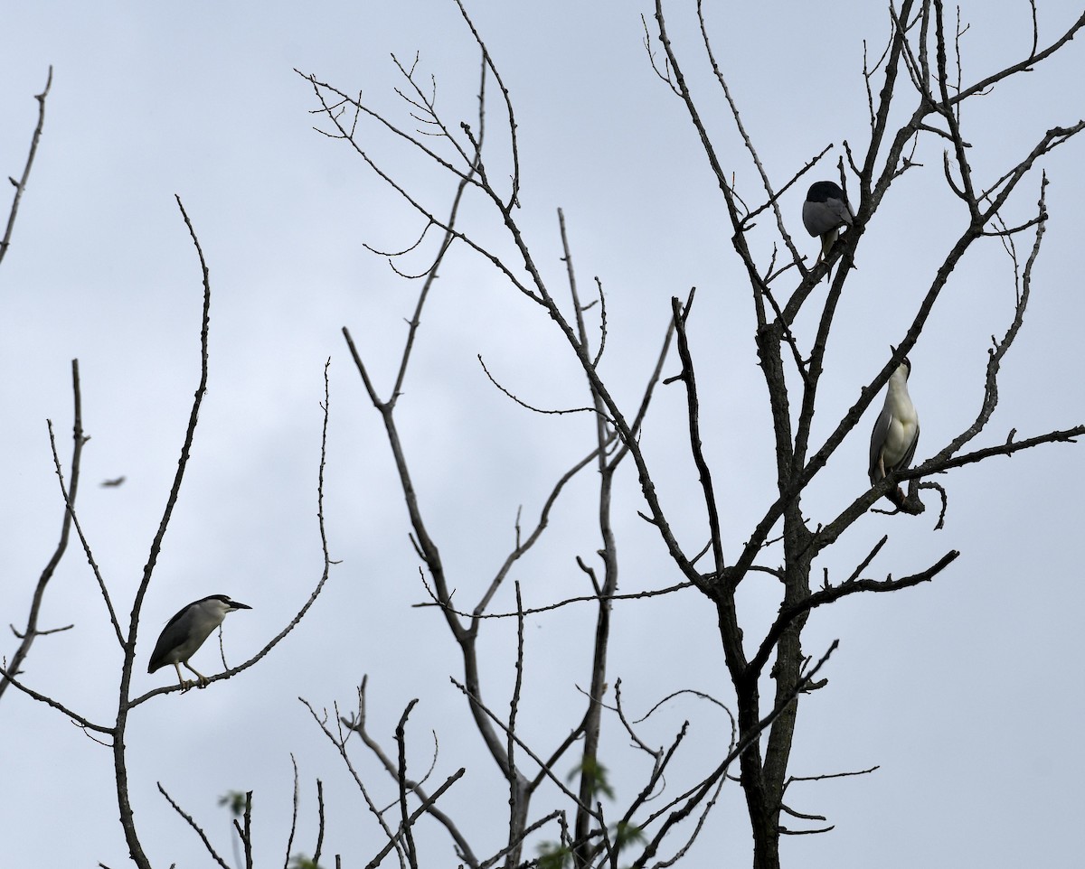 Black-crowned Night Heron - Daniel King