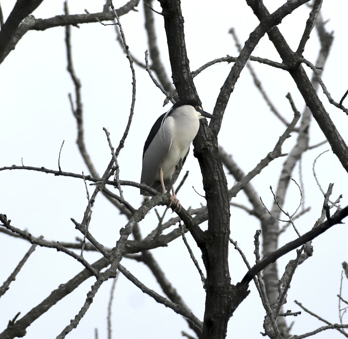 Black-crowned Night Heron - Daniel King