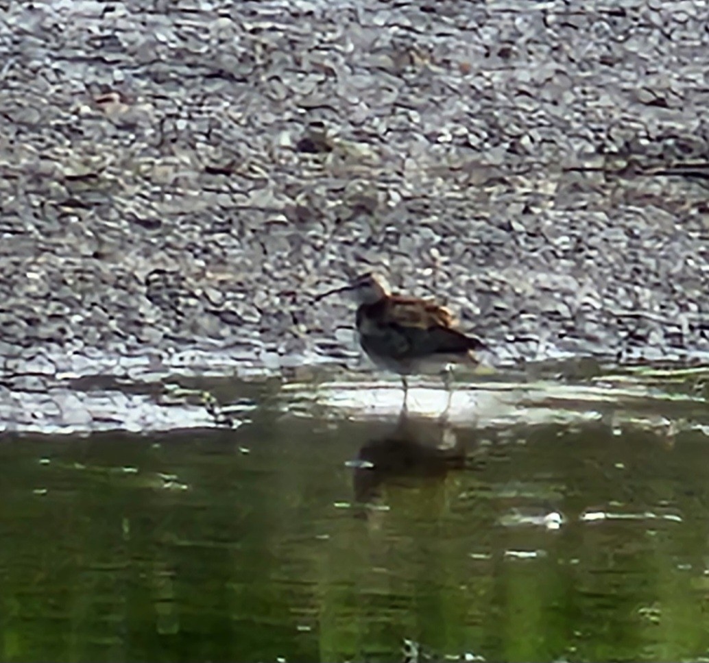 Whimbrel - Nancy Cox