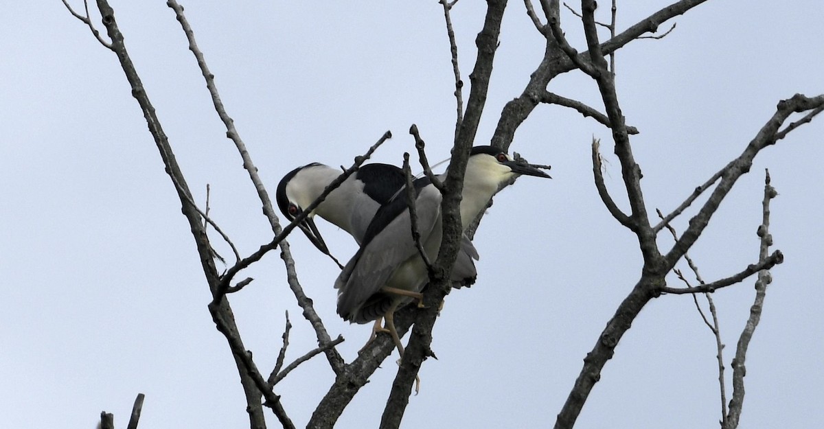 Black-crowned Night Heron - Daniel King