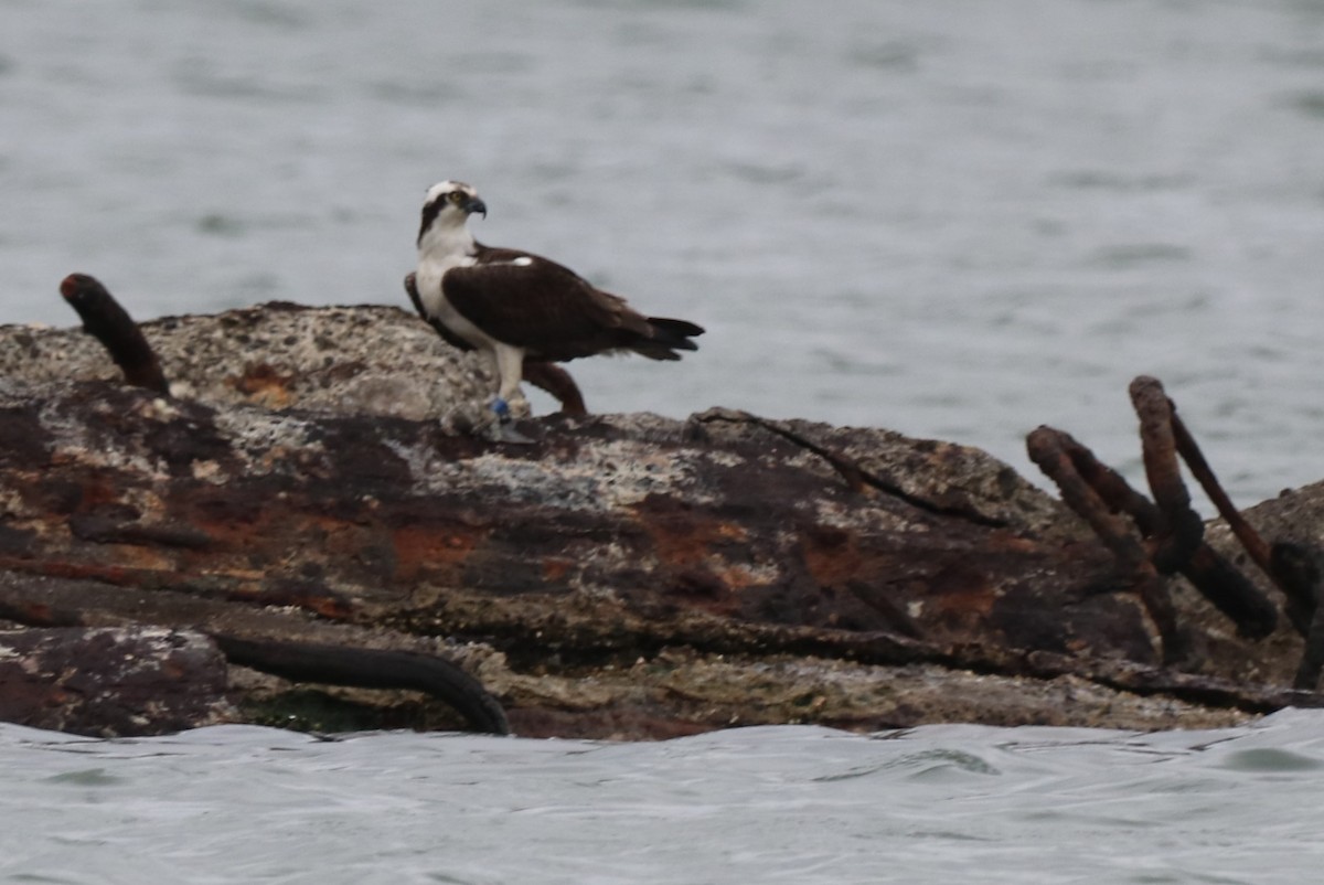 Osprey - Chris Overington