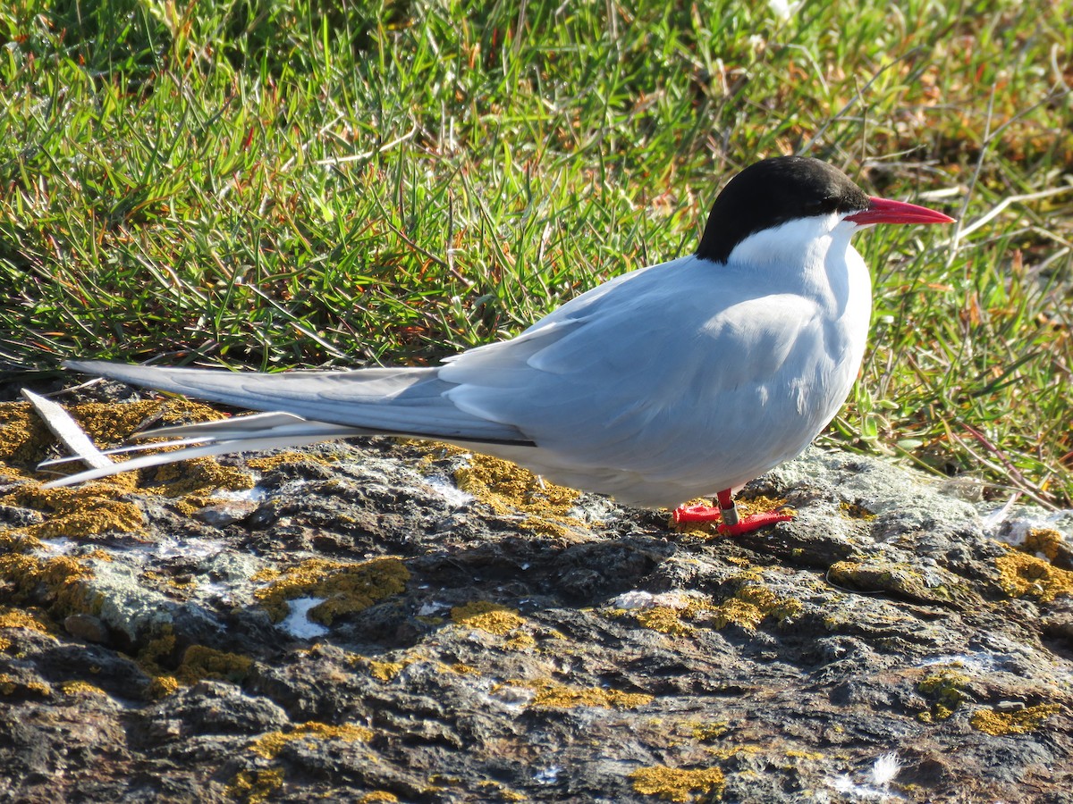 Arctic Tern - Hannah Glass