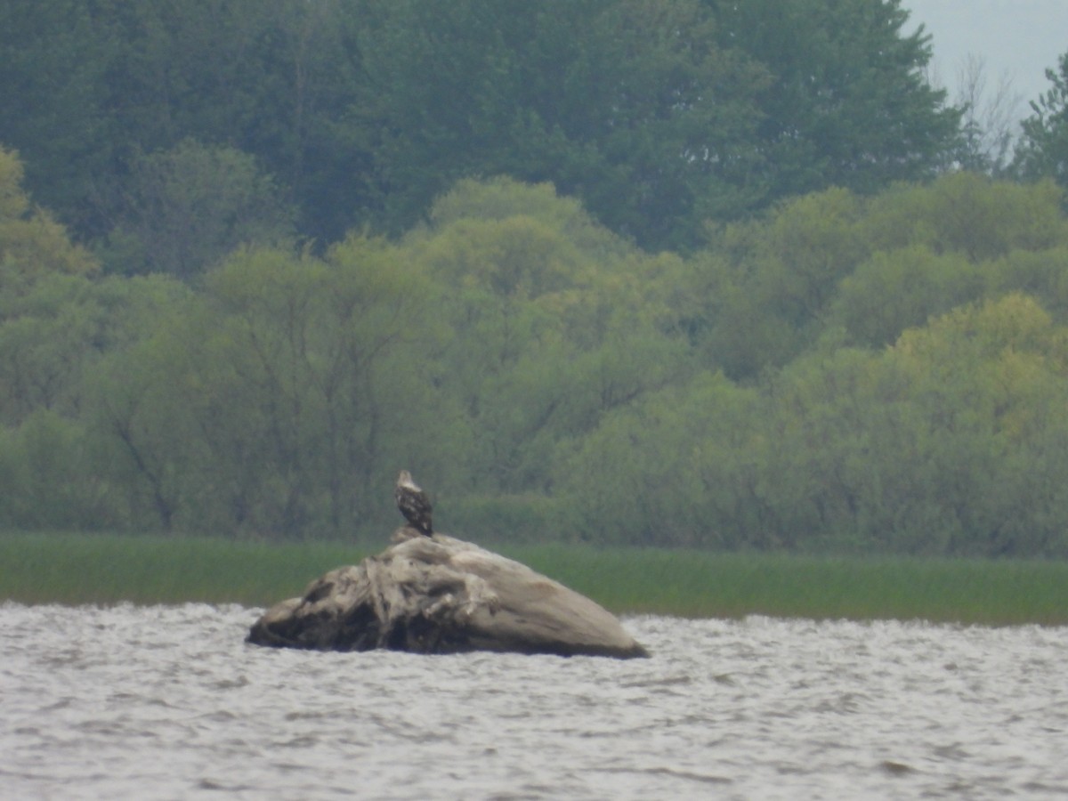 Bald Eagle - Sylvain Proulx