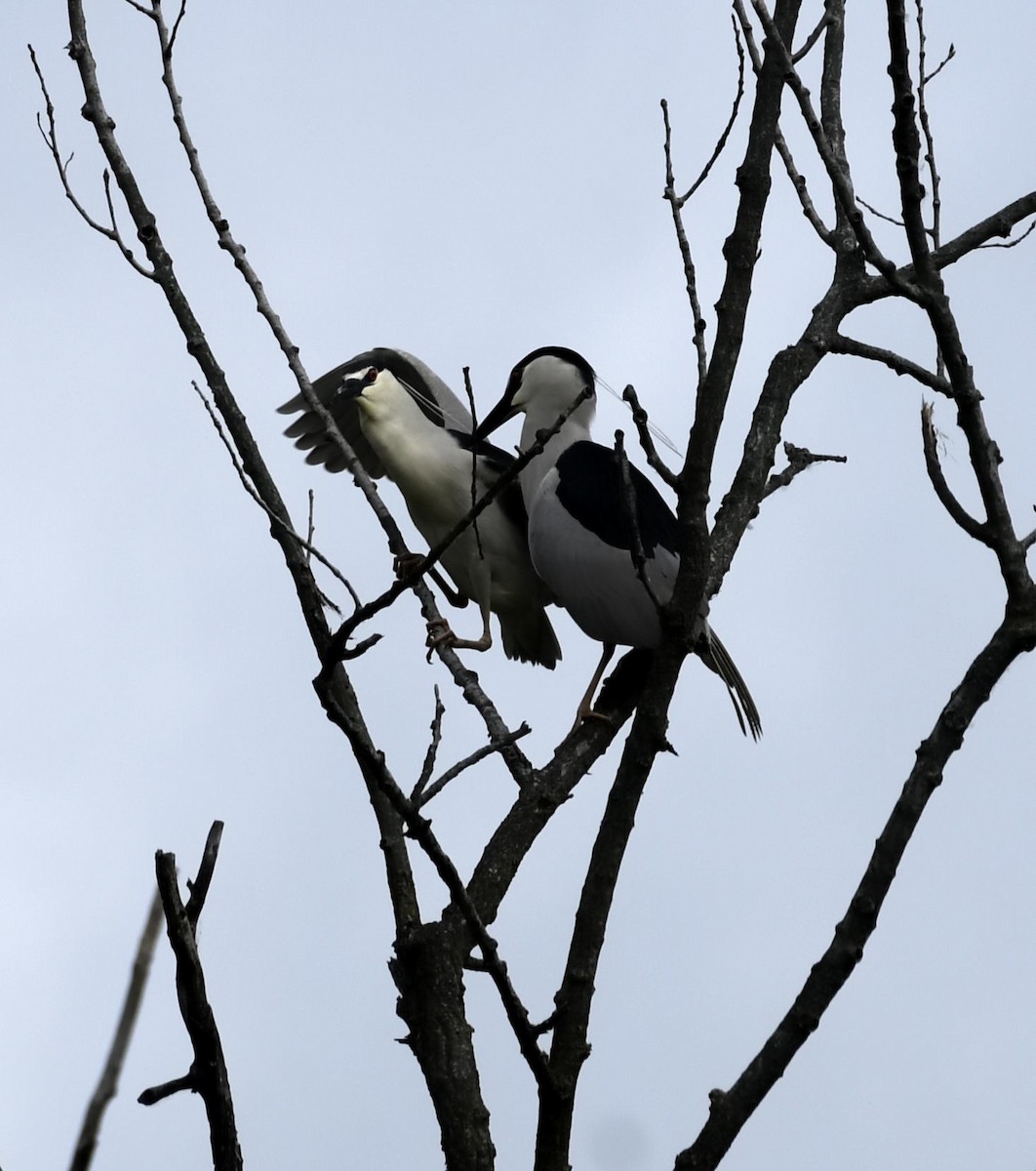 Black-crowned Night Heron - Daniel King