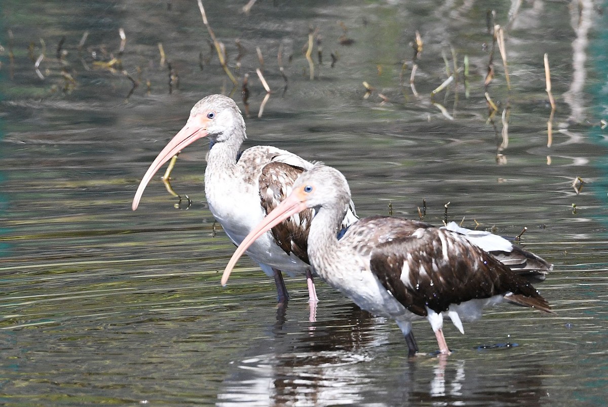 White Ibis - Lewis Gray