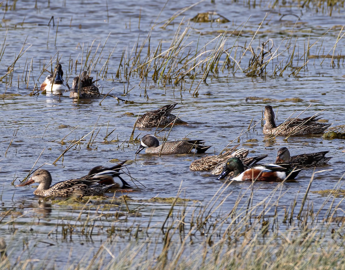 Blue-winged Teal - Keith Watson