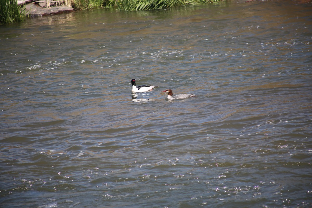 Common Merganser - Morgan Van Peursem