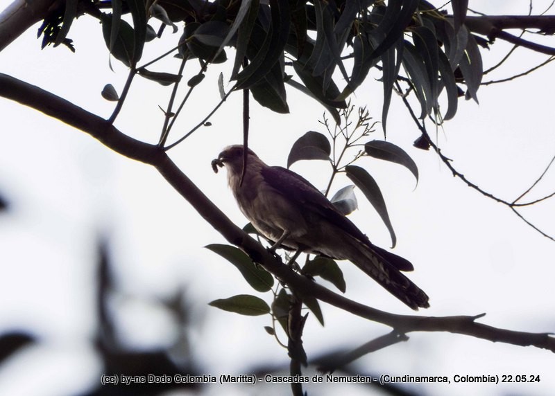 Yellow-headed Caracara - Maritta (Dodo Colombia)