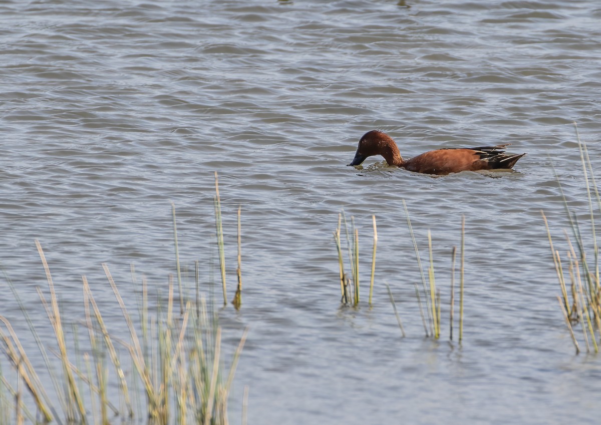 Cinnamon Teal - Keith Watson