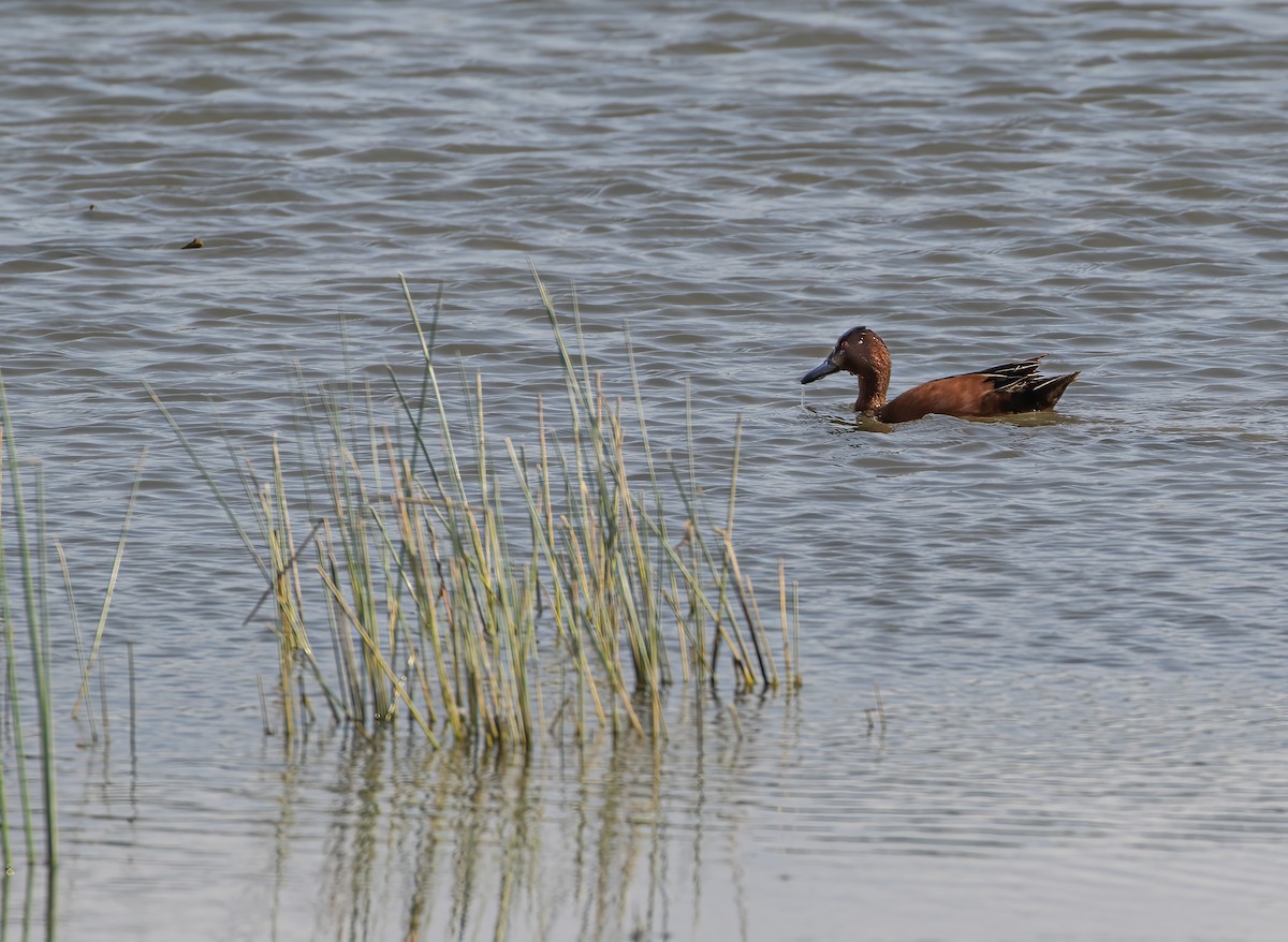 Cinnamon Teal - Keith Watson