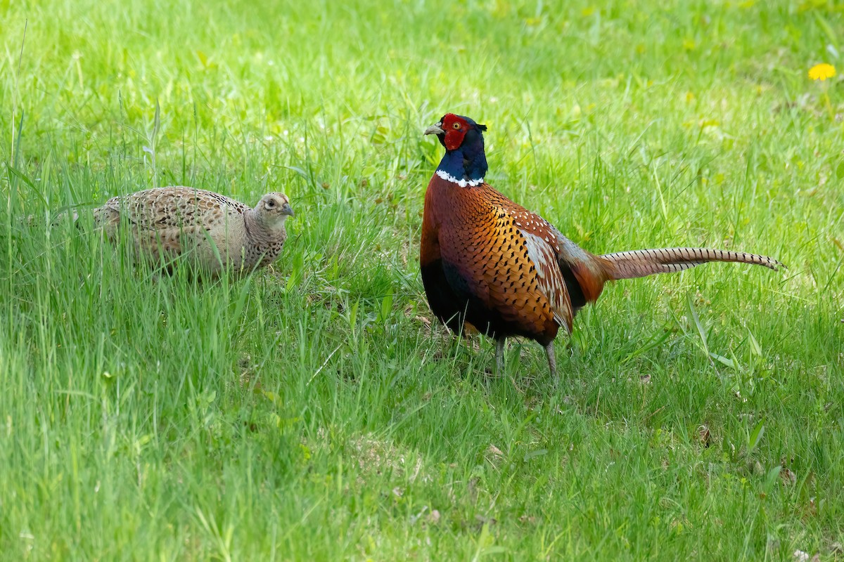 Ring-necked Pheasant - Mitch (Michel) Doucet