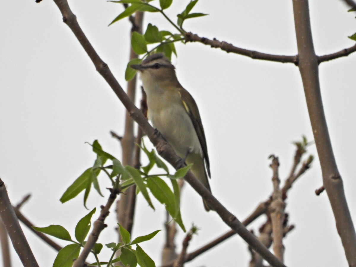 Red-eyed Vireo - Sylvain Proulx