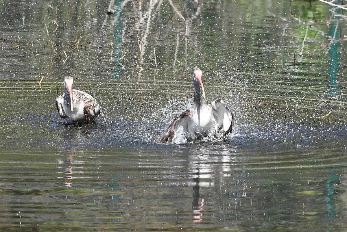 White Ibis - Lewis Gray