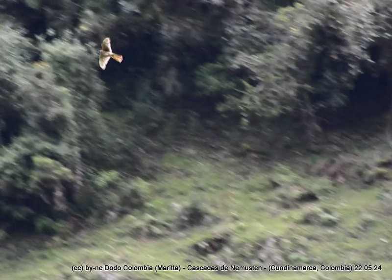 American Kestrel - Maritta (Dodo Colombia)