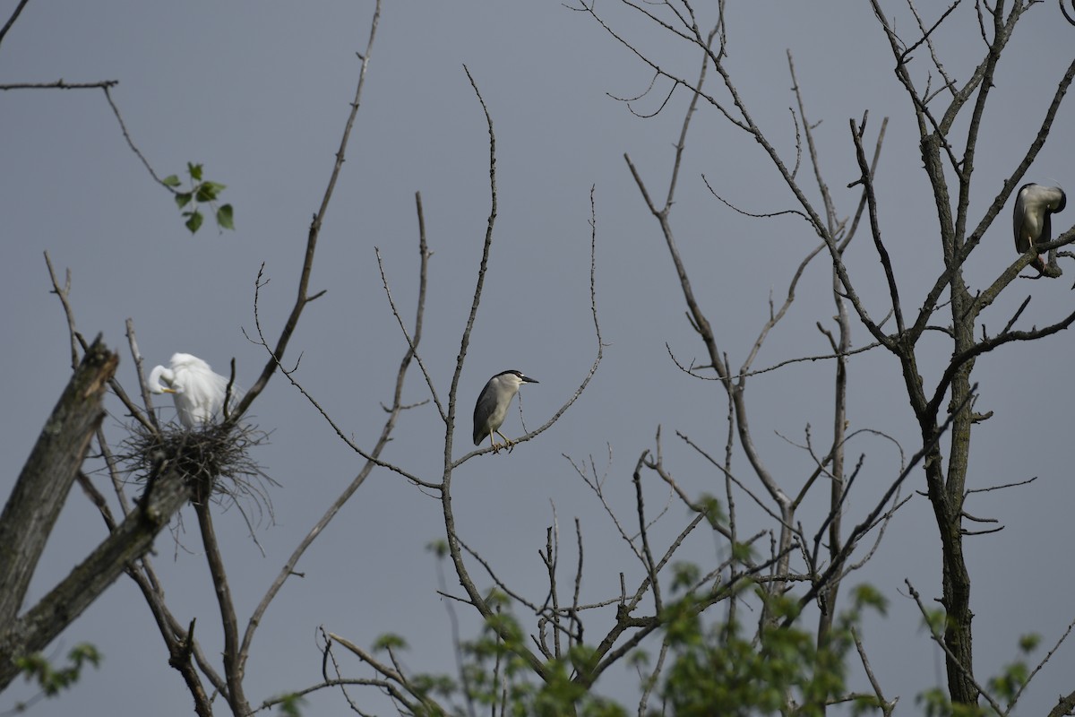 Black-crowned Night Heron - Daniel King