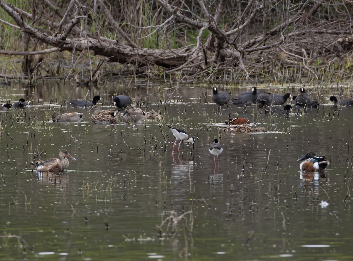 Northern Shoveler - Keith Watson