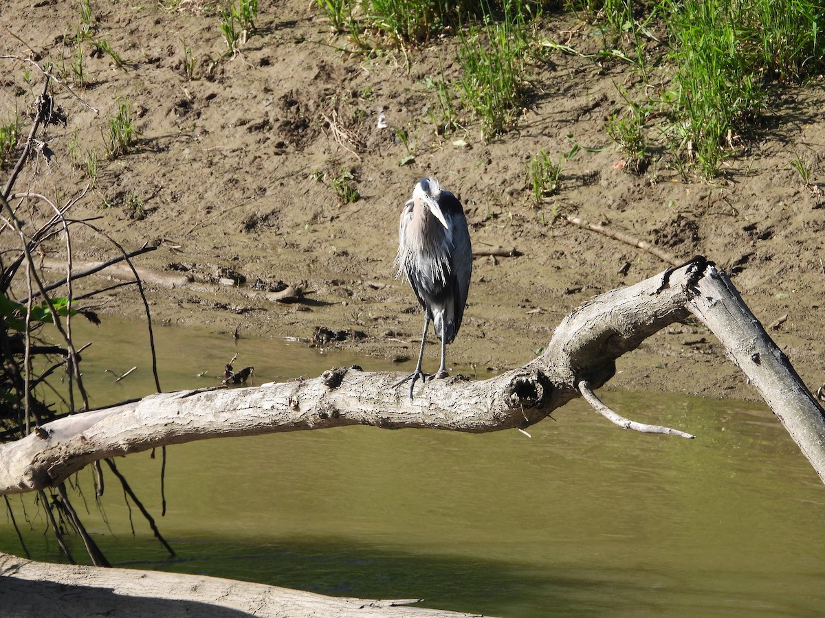 Great Blue Heron - ML619547822