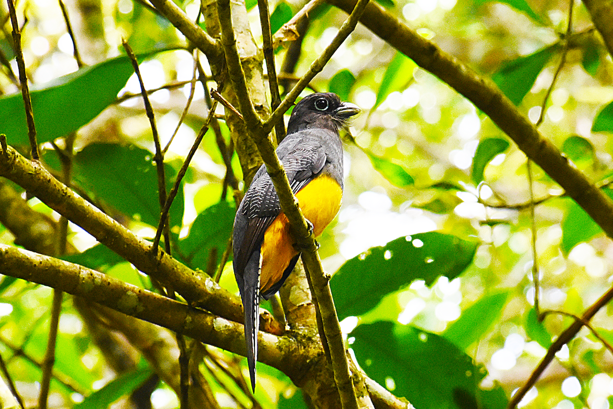 Green-backed Trogon - Ricardo Gómez Samaniego