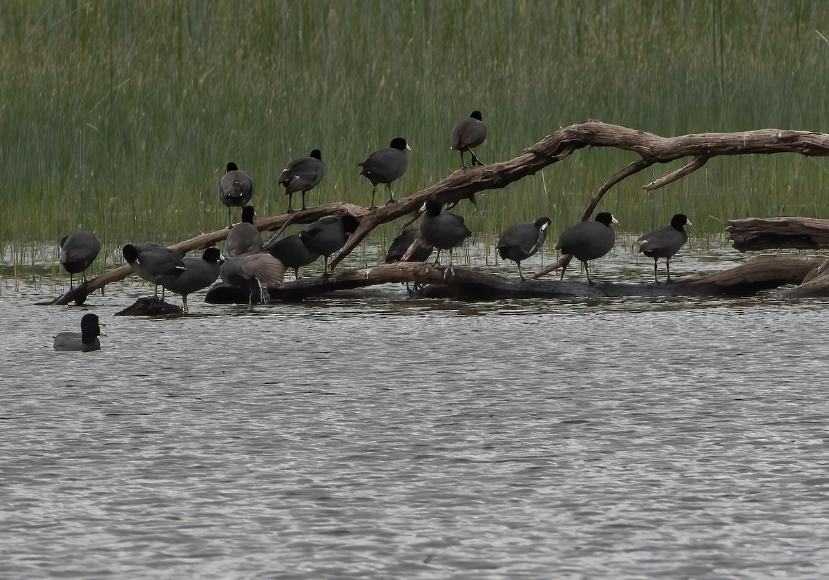 American Coot - Keith Watson