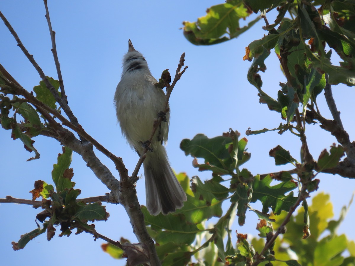 Bell's Vireo (Least) - Erica Rutherford/ John Colbert