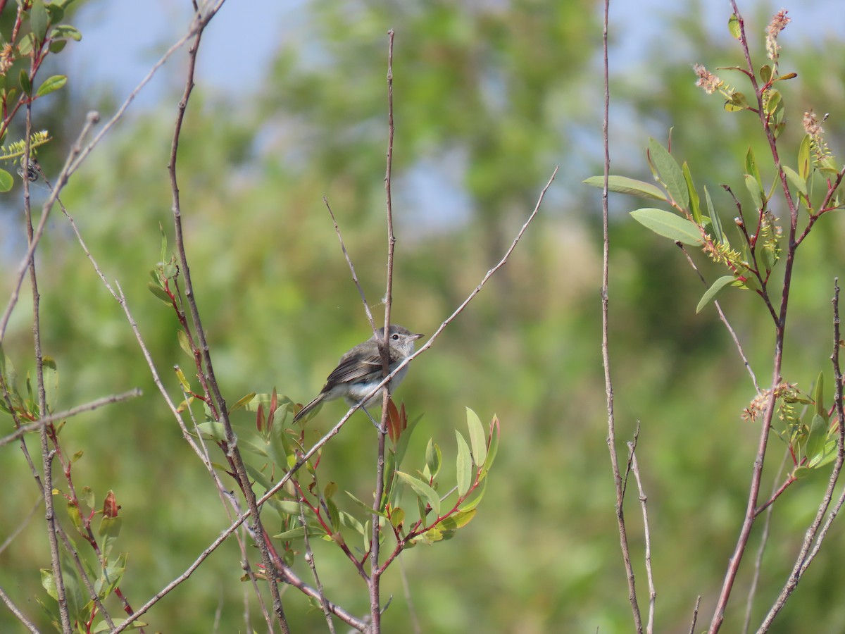 Bell's Vireo (Least) - Erica Rutherford/ John Colbert