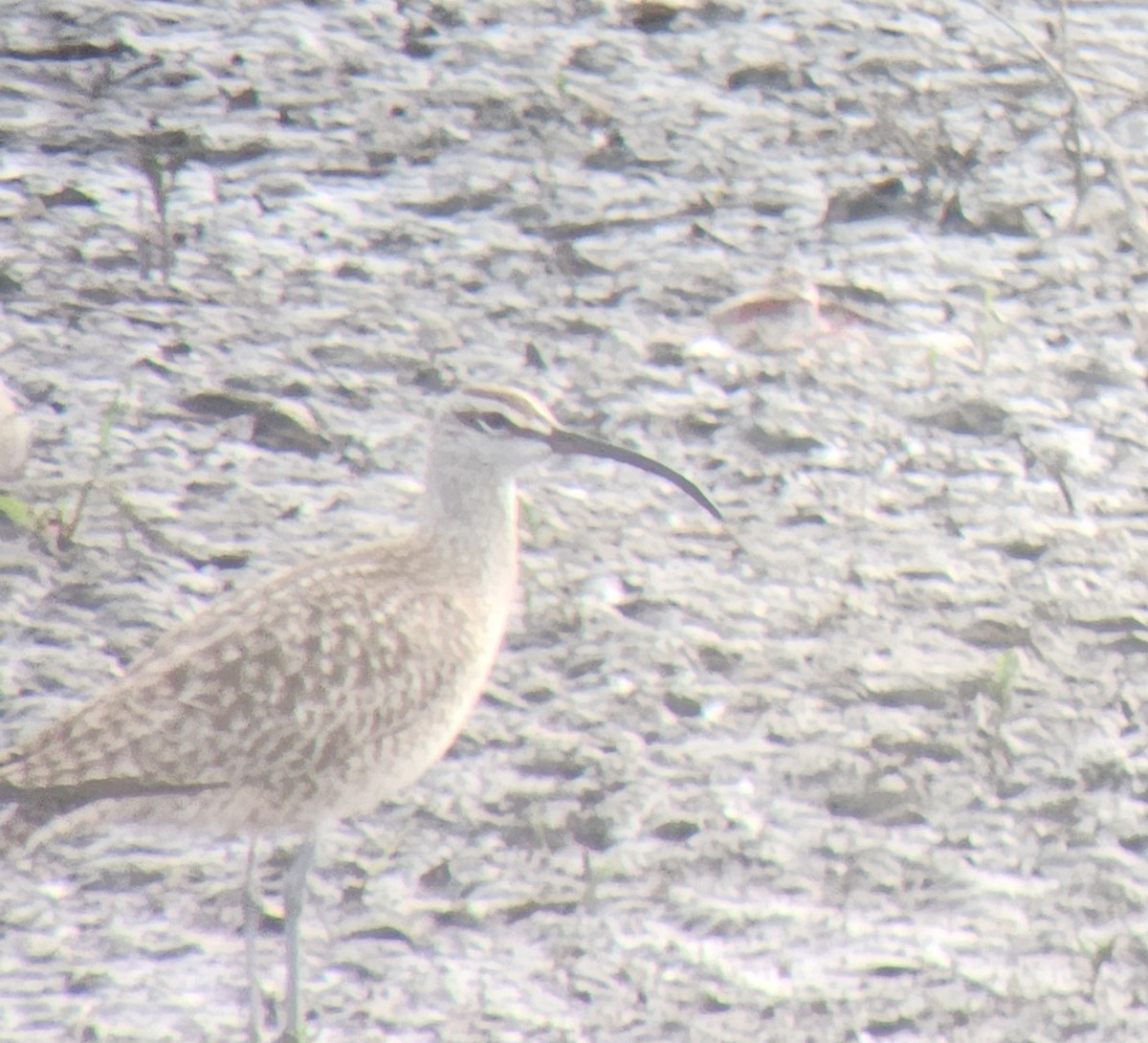 Whimbrel - Nancy Cox