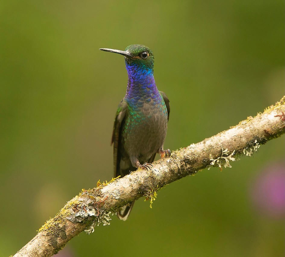 kolibřík zelenohřbetý - ML619547843