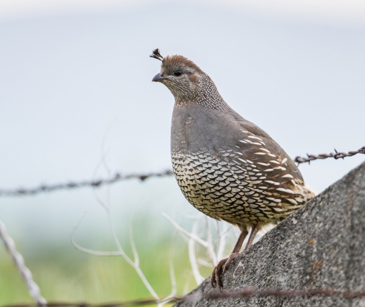 California Quail - Leah Turner