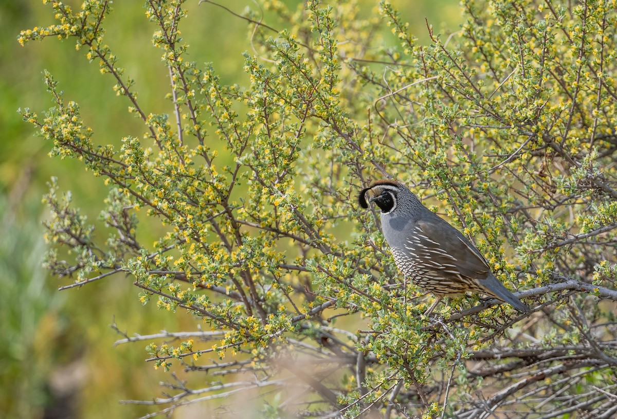 California Quail - Leah Turner