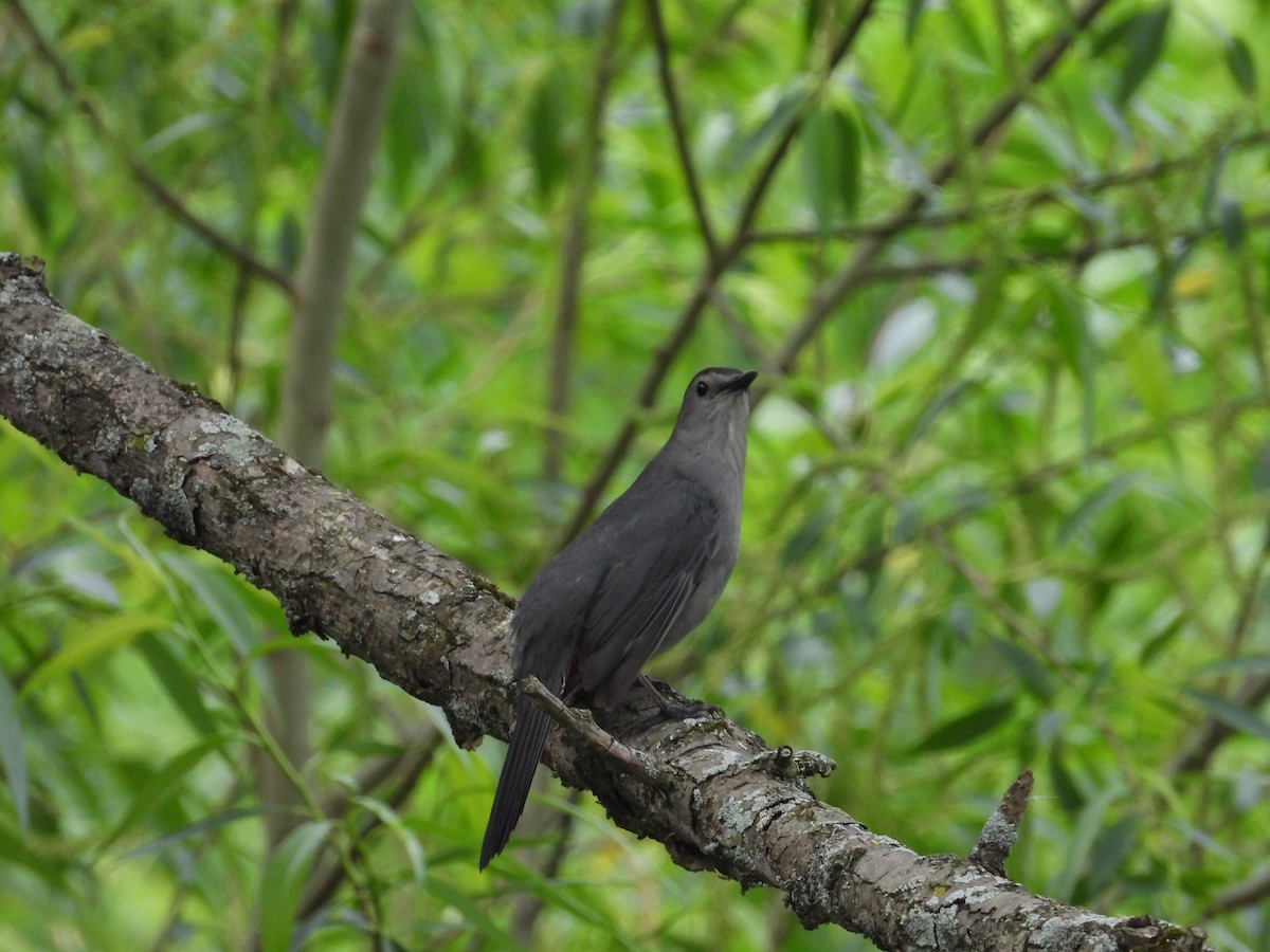 Gray Catbird - Sylvain Proulx