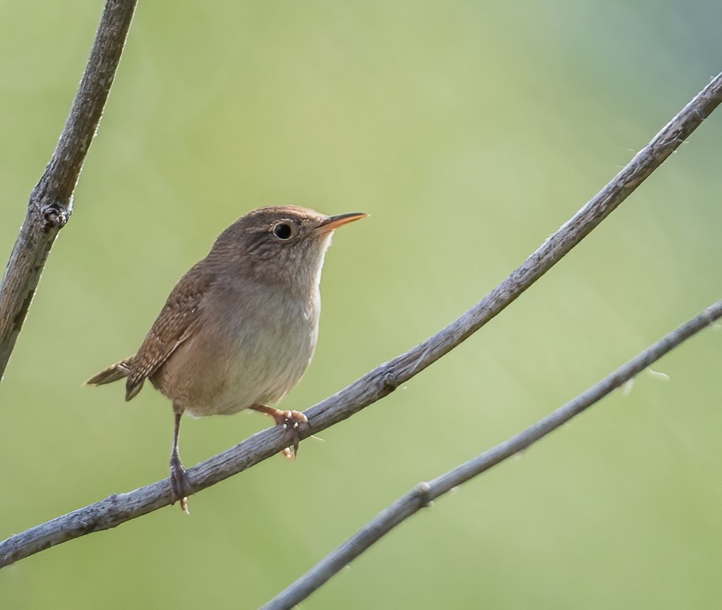 House Wren - Leah Turner