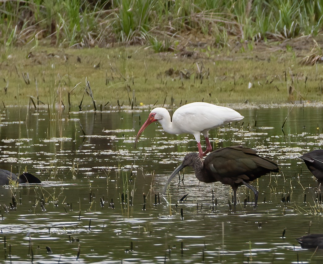 Ibis blanc - ML619547859