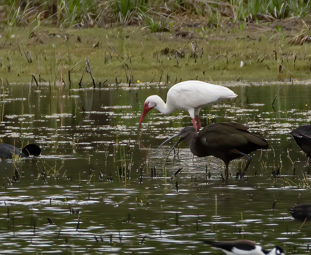 White-faced Ibis - Keith Watson