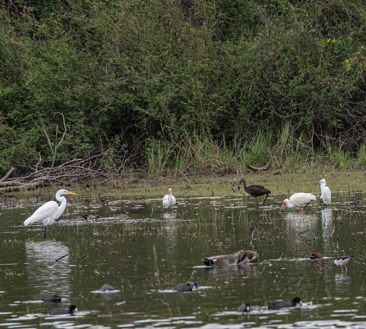 White-faced Ibis - ML619547864