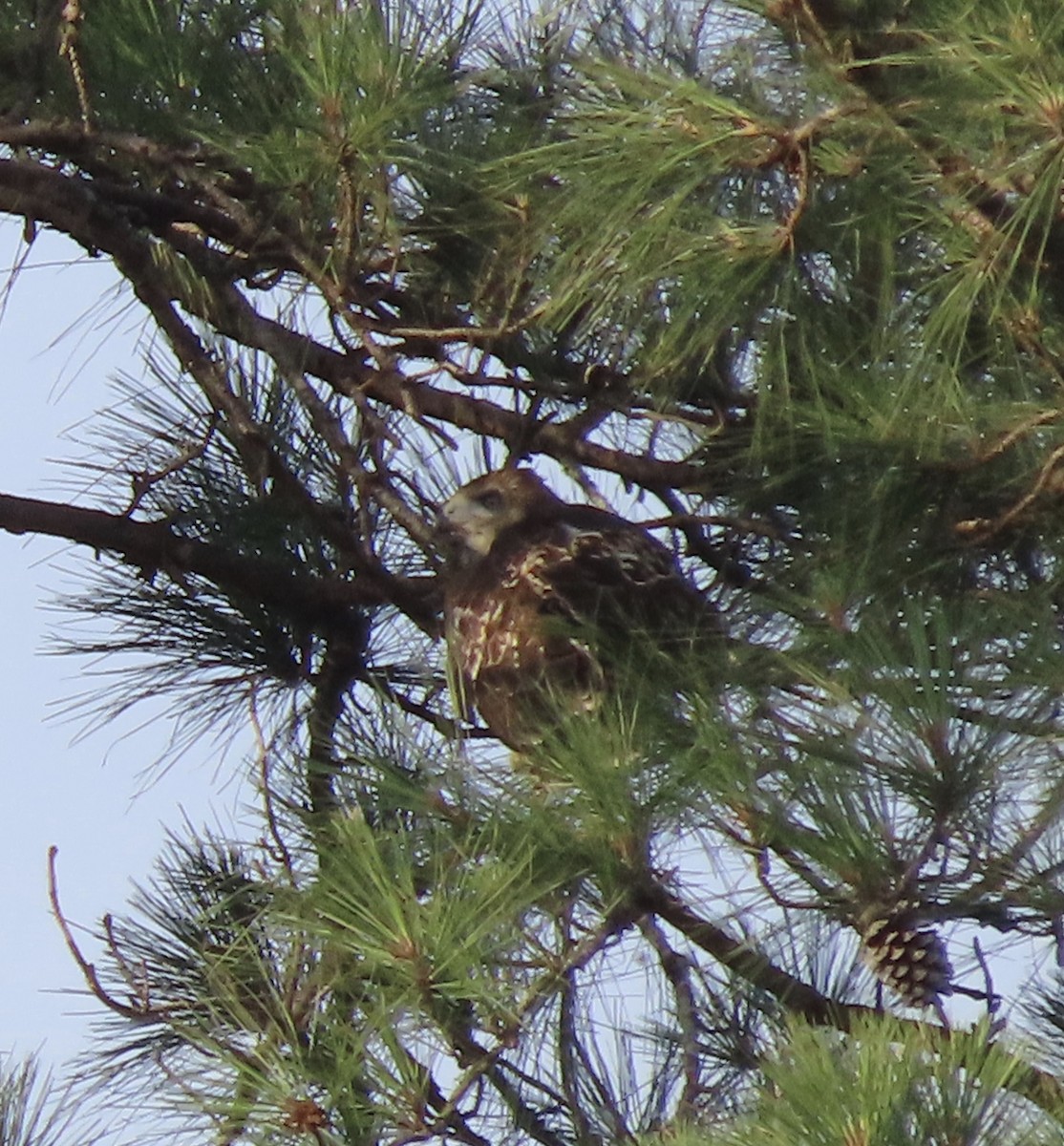 Red-tailed Hawk - Susan Leake