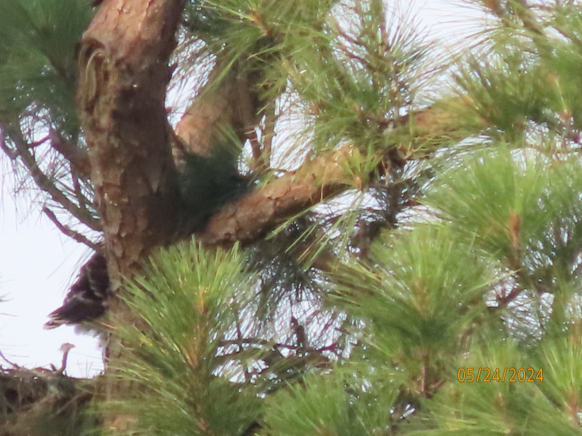 Red-tailed Hawk - Susan Leake