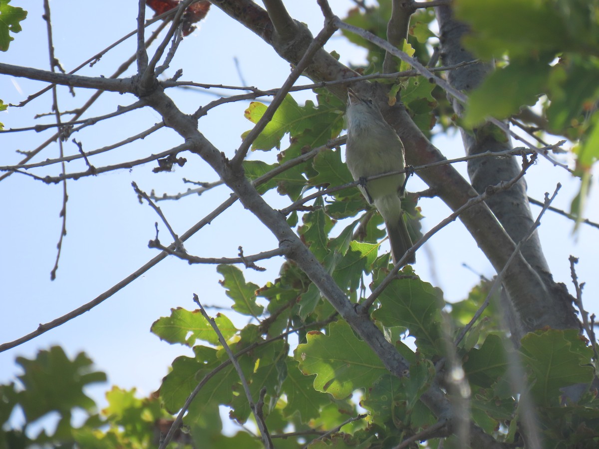 Bell's Vireo (Least) - Erica Rutherford/ John Colbert