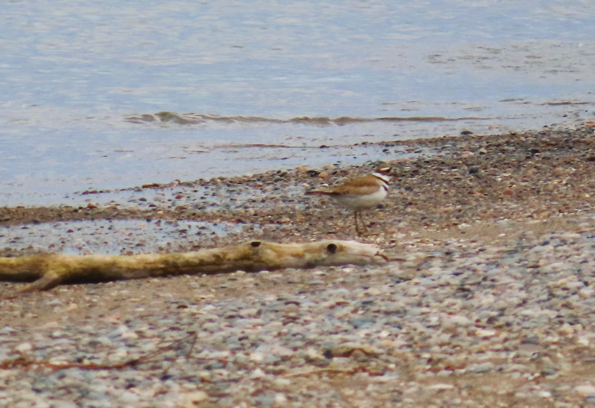 Killdeer - Alfred Scott