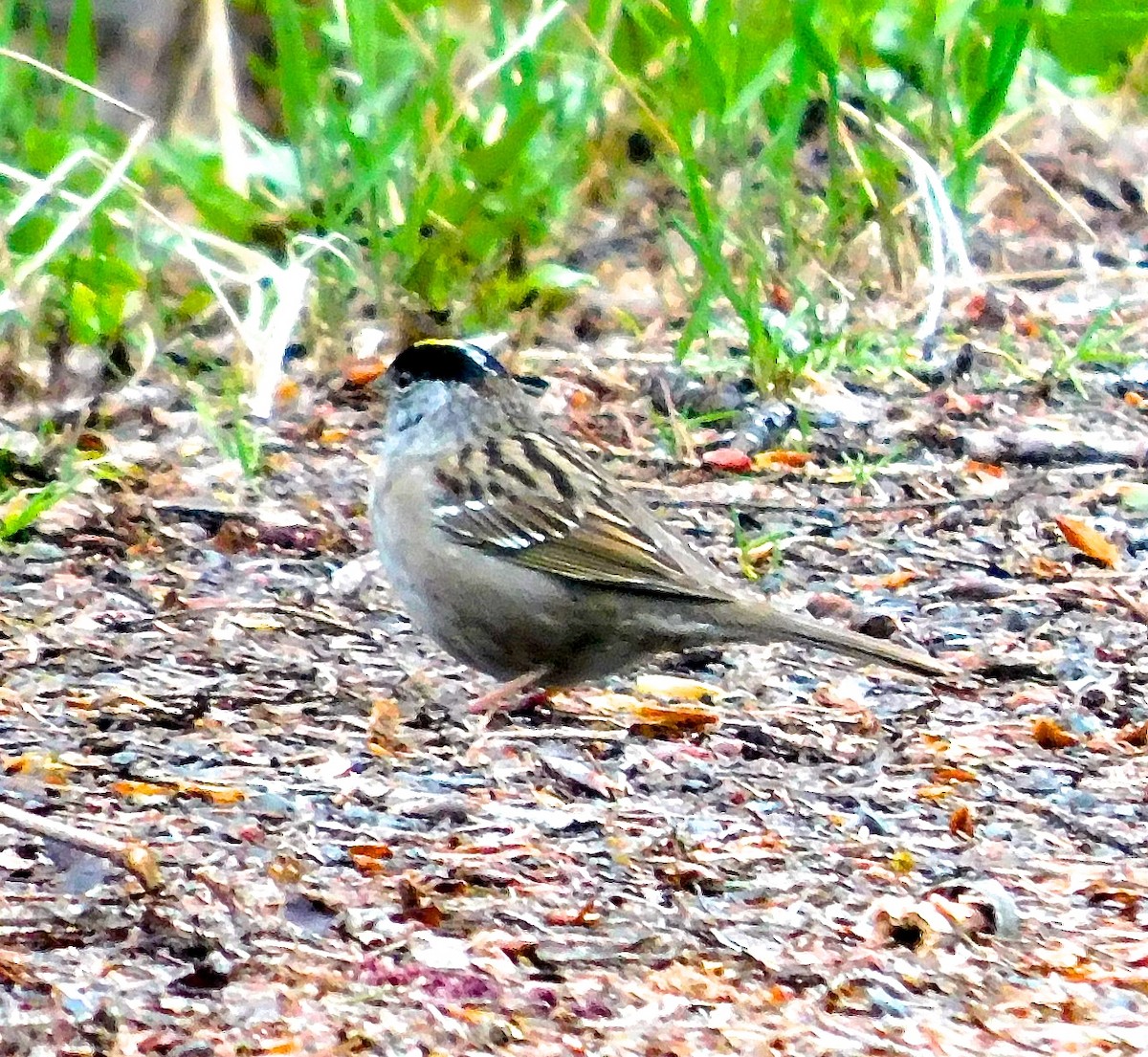 Golden-crowned Sparrow - Dan Bilderback