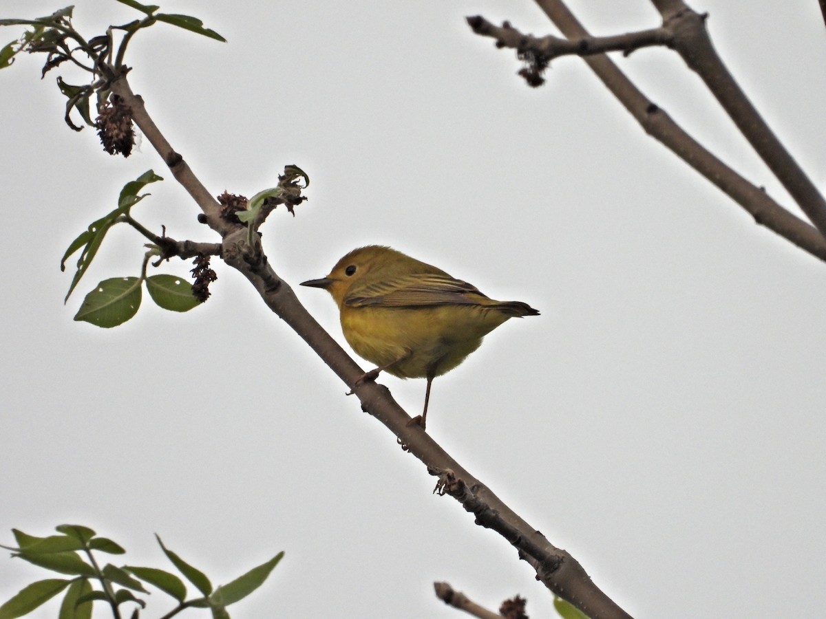 Yellow Warbler - Sylvain Proulx