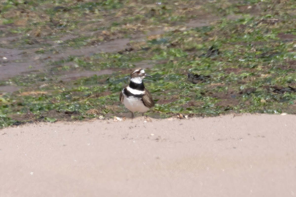 Killdeer - Mitch (Michel) Doucet