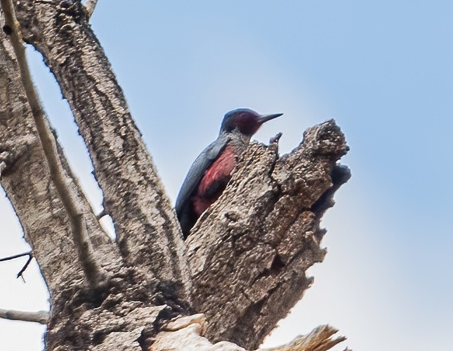 Lewis's Woodpecker - Leah Turner