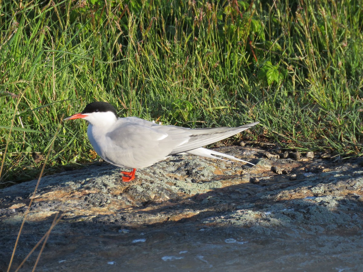 Common Tern - Hannah Glass